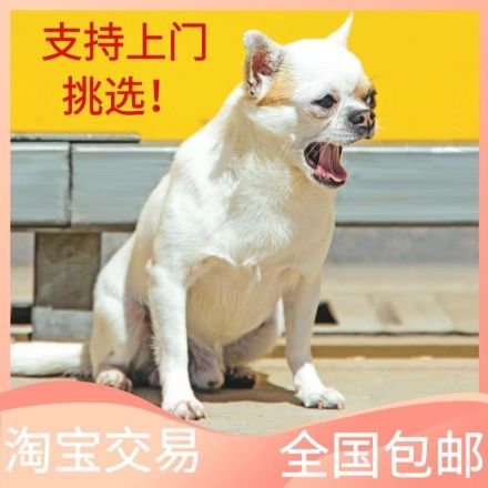 宠物舍犬淘宝店铺主图