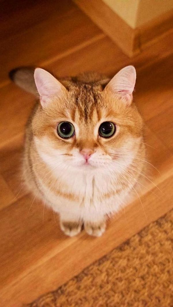 AI猫咪照片生成软件：一键批量创建高清猫猫图片工具大全