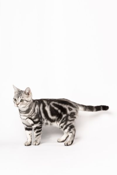 可爱灰色宠物猫咪走路图片