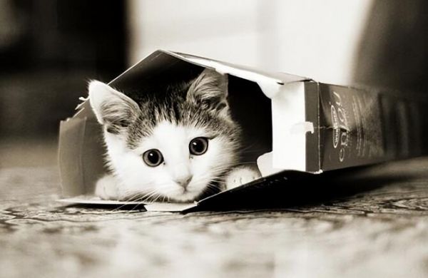 猫咪迷惑行为解析，不懂就“白养”了