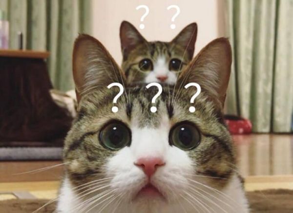 猫咪迷惑行为解析，不懂就“白养”了
