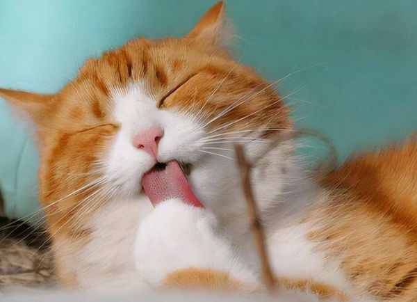 猫咪迷惑行为解析，不懂就“白养”了