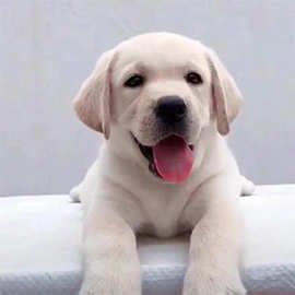 纯种拉布拉多幼犬 双血统活体拉布拉多幼崽 家养宠物犬神犬小七