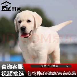 纯种拉布拉多幼犬活体奶白色拉布拉多导盲犬价格拉布拉多宠物狗狗