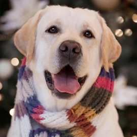 纯种拉布拉多幼犬活体奶白色拉布拉多导盲犬价格拉布拉多宠物狗狗