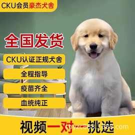 犬舍金毛幼犬纯种活体拉布拉多狗活幼体小金毛幼崽宠物狗狗中型犬