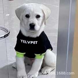 出售纯种拉布拉多幼犬活体狗拉布拉多巡回犬导盲犬宠物犬小狗幼崽