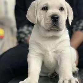 双血统拉布拉多幼犬活体狗纯种拉布拉多宠物犬宠物狗巡回犬导盲犬