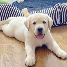 批发双血统拉布拉多幼犬活体工作犬中型巡回导盲犬家庭伴侣宠物狗