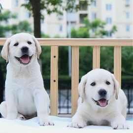 拉布拉多幼犬活体狗狗纯黑色导盲犬工作犬母狗宠物犬小狗中型犬