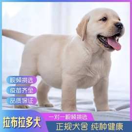 纯种拉布拉多幼犬活体家养宠物狗狗导盲犬神犬小七