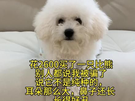 不管我的小狗是纯种的还是串串，都是我最爱的宝贝#狗狗 #比熊 #萌宠出道计划 #铲屎官和他的主人