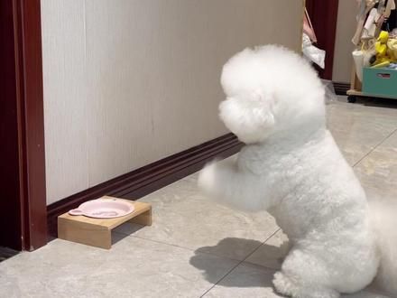 这一天天的，大家猜猜她在干嘛？ #不养狗不知道养狗的乐趣 #比熊 #萌宠出道计划 #摇粒绒小狗