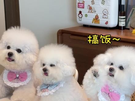 四喜：见笑了 女朋友有点能吃 赚钱给女朋友买肉#比熊 #萌宠日常记录 #养狗的乐趣 #动物的迷惑行为