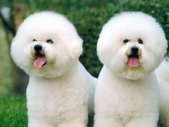 新手须知——比熊犬的饲养误区