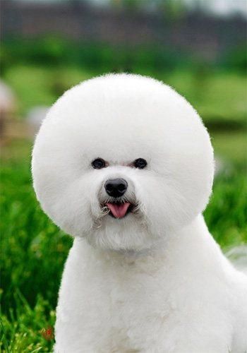 新手须知——比熊犬的饲养误区
