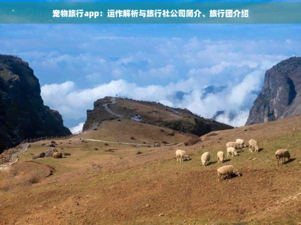 宠物旅行app:运作解析与旅行社公司简介、旅行团介绍