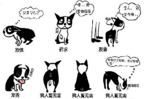 狗狗的30种情绪表达方式大全
