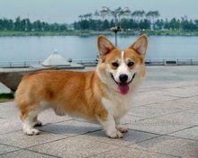 威尔士柯基犬