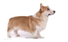 威尔士柯基犬
