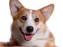 威尔士柯基犬