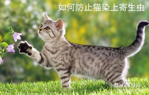如何防止猫染上寄生虫