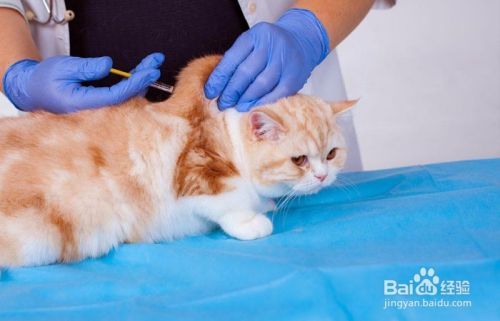 如何防止猫染上寄生虫