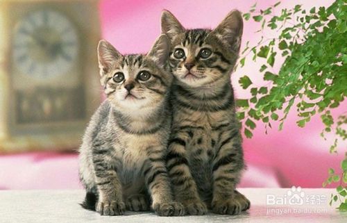如何防止猫染上寄生虫