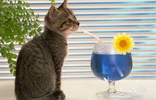 如何防止猫染上寄生虫