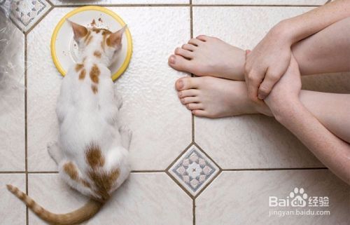 如何防止猫染上寄生虫