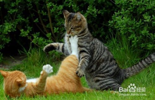 如何防止猫染上寄生虫