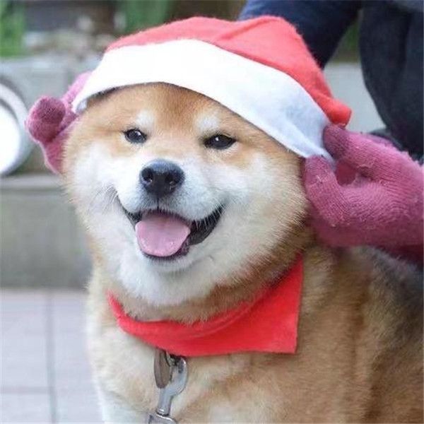 给狗狗清洁牙齿