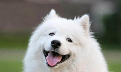 狗耳朵发炎有哪些症状