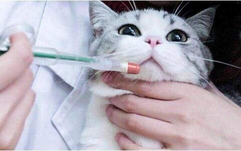 宠物猫怎么驱虫比较好