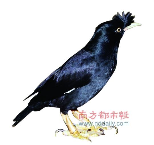 这只鹩哥“刀子嘴”