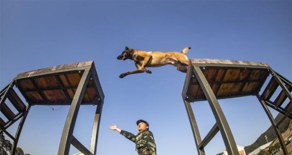 如何训练你的魏玛犬走过来（以宠物为主的训练方法和技巧）
