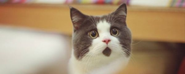被小猫抓伤了该怎么处理伤口 用水冲冲是不够的!