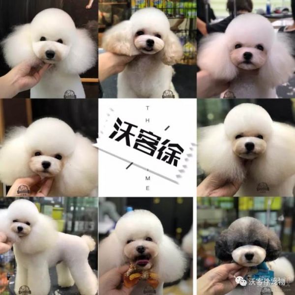 宠物美容作品
