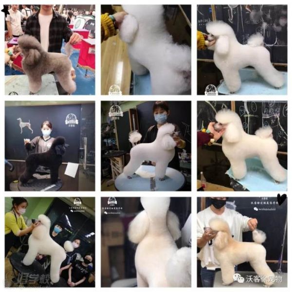 学员宠物美容作品造型
