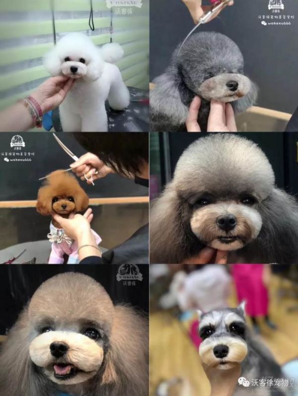 宠物美容修剪作品