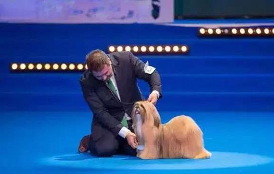 CKU是什么意思 CKU赛级犬如何评选