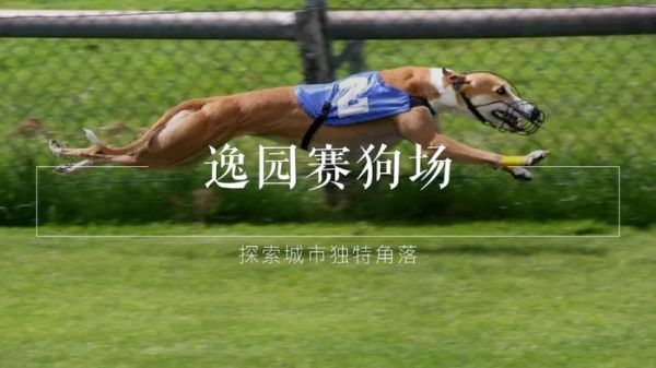 澳门 | 赛狗们拼尽一生，跑过80载，终究跑不过命运。