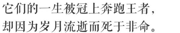 澳门 | 赛狗们拼尽一生，跑过80载，终究跑不过命运。