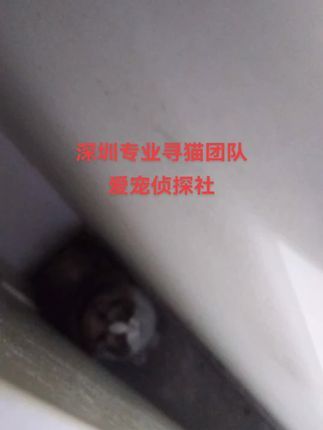 寻猫找猫团队爱宠侦探社:出去深圳寻找丢失一天一夜的大布偶,猫咪家里跑出来寻找一天无果,联系我们到达现场两小时成功找回!#寻猫启事 #深圳找猫团队 #深圳找狗团队
