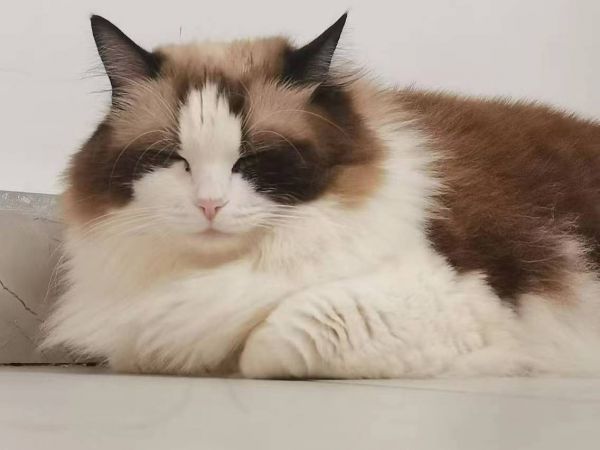 寻猫找猫团队爱宠侦探社:深圳本地专业寻猫团队。出勤深圳南山寻找丢失一天的布偶,猫咪家里没人,第二天监控发现猫猫已经跑出去一天了,自己寻找无果联系我们团队,我们接到委托先帮铲屎官分析了情况,让他们把自己可以去寻找的地方都去找了,最后我们安排师傅到达现场,一小时左右成功找回,也感谢老客户的信任和认可,这个铲屎官信任我们推荐我们团队,我们不负所望!#寻猫启事 #宠物救援 #深圳找猫团队