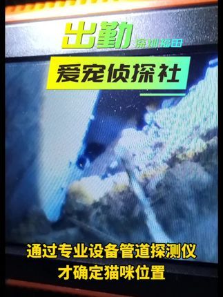 寻猫找猫团队爱宠侦探社:深圳专业寻猫找狗团队,不专业是骗人的,专业在哪里就是经验,很多团队账号成立都不到三个月经验从哪里来?找到付费案例?想想就知道是什么情况。宠物丢失请认准本地正规专业团队!#寻猫启事 #寻狗启示 #宠物救援#深圳找猫团队