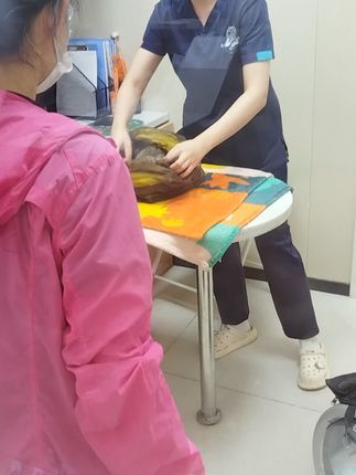 寻猫找猫团队爱宠侦探社:宠物的灵性一面,流浪猫抓捕四天未果,联系我们团队一小时成功抓到,带去宠物医院,知道医生是救命人,完全不应急,这没有灵性我都不信!#寻猫启事 #宠物救援 #深圳宠物救援团队