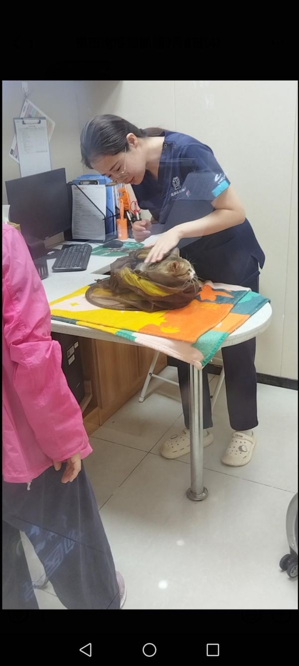 寻猫找猫团队爱宠侦探社:深圳宠物救援团队。出勤深圳福田区抓捕流浪猫,猫猫生病需要医治,铲屎官自己抓捕四天,想一切办法都没有成功,联系我们团队,一小时成功抓捕成功,并协助带去宠物医院救治!#寻猫启事 #猫咪救助 #宠物救援 #宠物救援团队 #深圳宠物救援团队