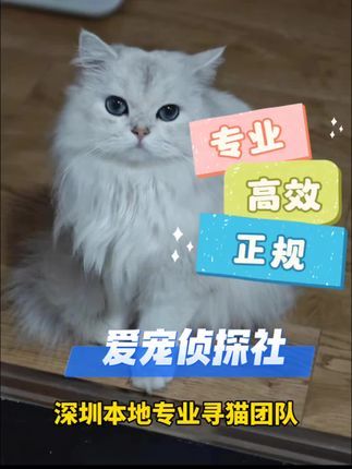 寻猫找猫团队爱宠侦探社:出勤深圳南山深圳专业找猫团队,深圳寻猫团队,猫咪是铲屎官第二天发现不见的,通过网络联系了一家团队上门寻找,监控发现猫猫六楼跳楼后活动正常,但是小区找不到,无奈放弃,最终铲屎官又联系上我们团队,安排三名师傅赶往现场,通过重新查看监控最终确定猫猫范围,用时4小时成功找回!#寻猫启事 #找猫团队 #寻猫团队#宠物救援