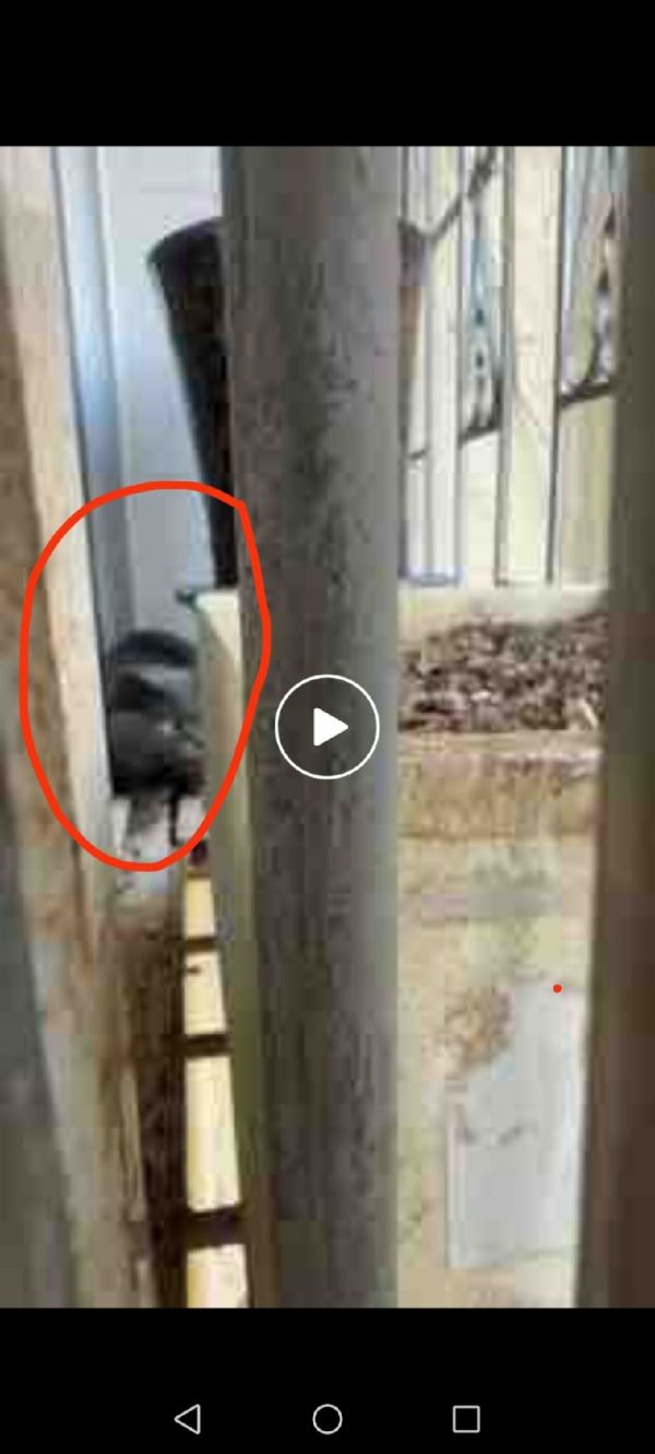 寻猫找猫团队爱宠侦探社:深圳救援团队宠物救援专业团队猫咪从7楼家里跑出去,铲屎官自己寻找发现跑到别人家的窗台了,但是这家人没有人,业主去外国了,没办法怕猫咪出现意外跳楼或者中暑,联系到我们团队,安排两名师傅赶往现场,通过一小时成功救援成功感谢铲屎官信任,你的委托我们不负所望!#宠物救援团队 #宠物救援 #救援团队24小时专业救援